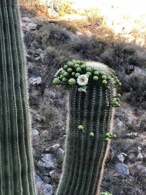 Sabino Canyon on Mother's Day 2018